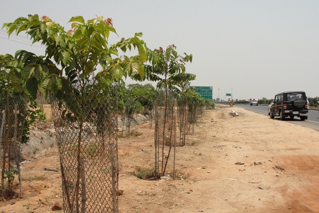 Image result for plant saplings across ghmc limits