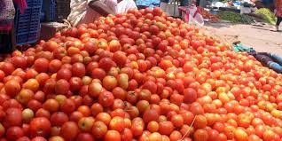 Tomato price fallen over 22 per cent in a month