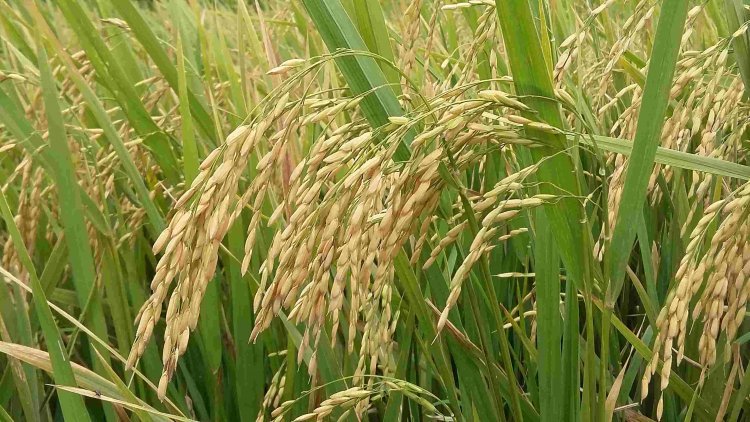 Govt Hikes MSP For 14 Kharif Crops Including Paddy & Cotton