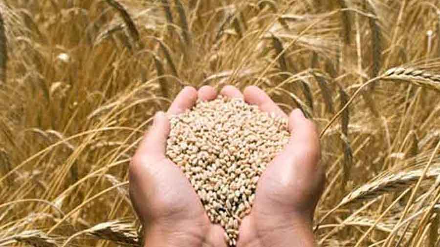 Total Foodgrain Production In Country Estimated At Over 3,288 Lakh Tonnes In 2023-24