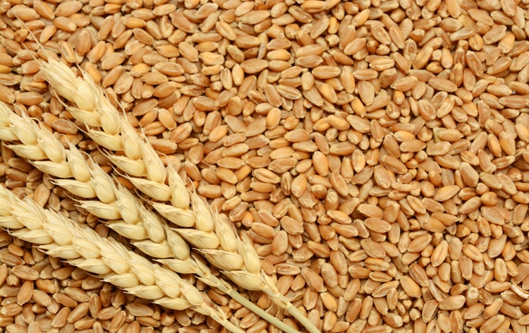 Sufficient Wheat Stock Is Available In The Country: Govt