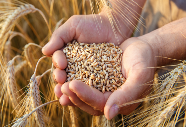 Centre revises wheat stock holding limits 