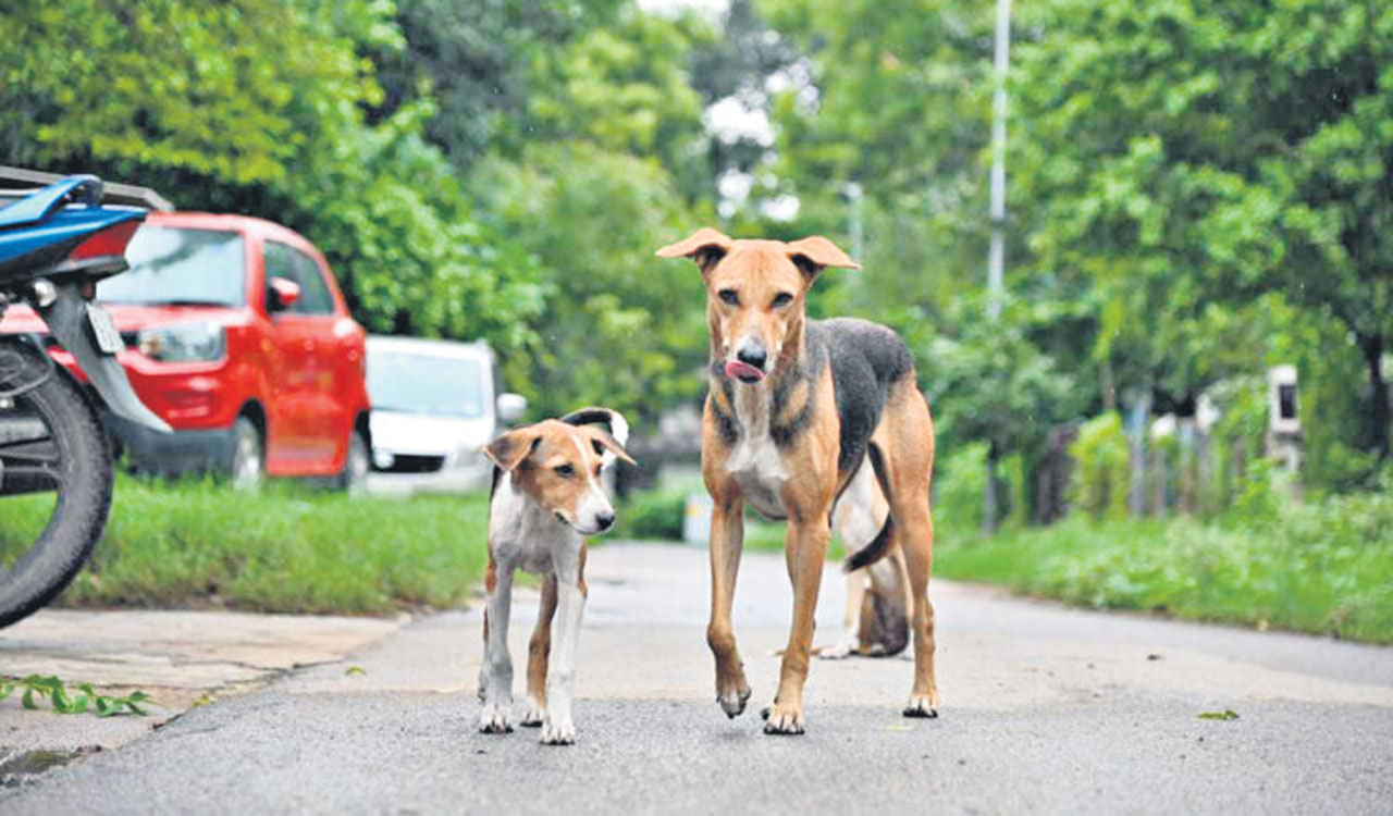 Youngster tries to rape stray dog in Chikkamagaluru. Karnataka 