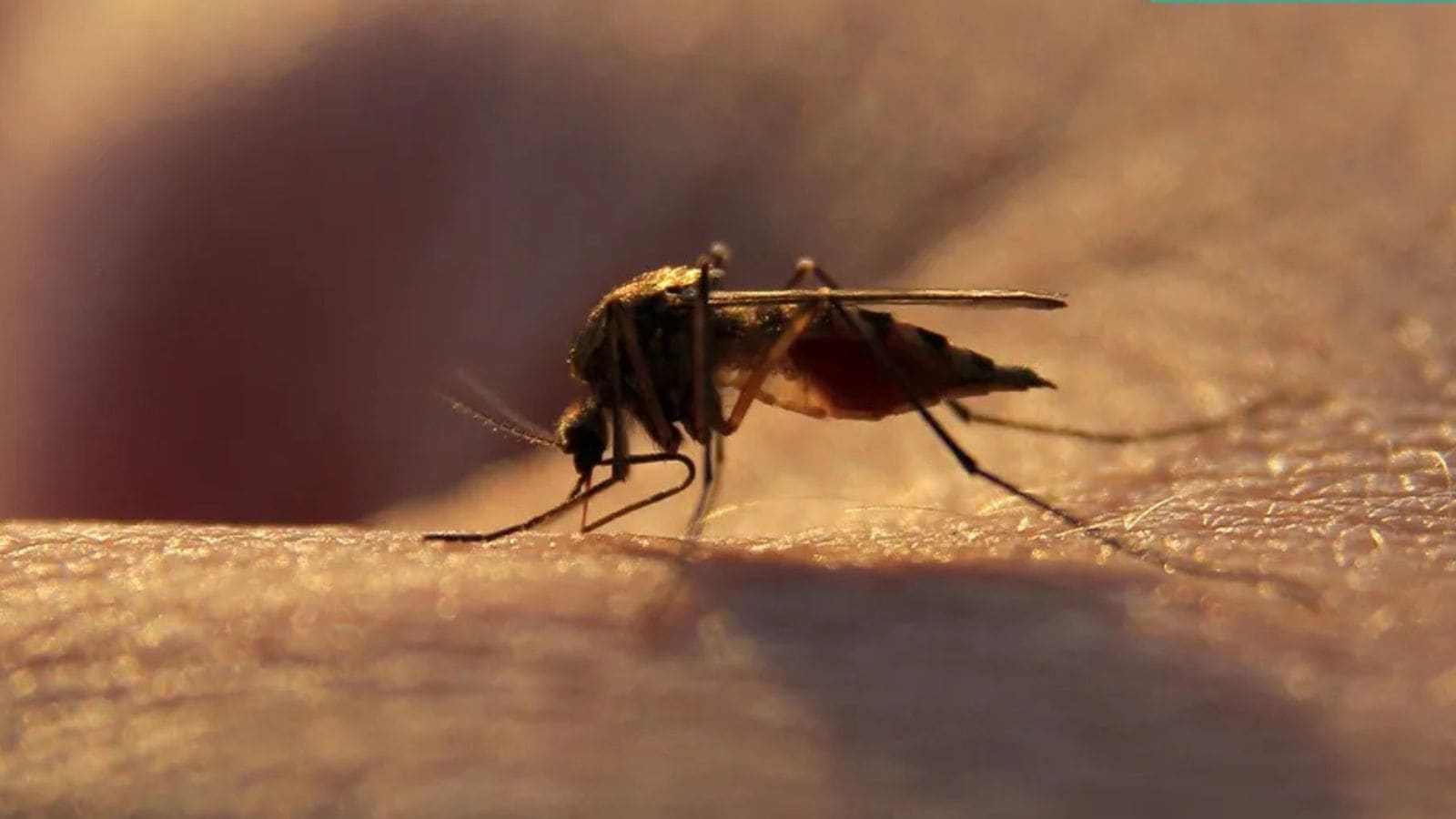 India Achieves 97% Reduction in Malaria Cases