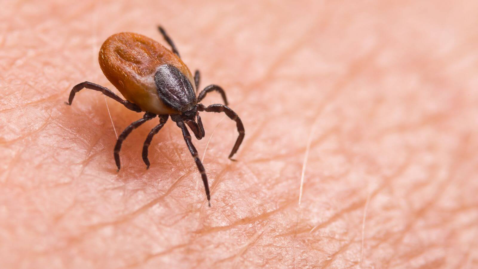 Know causes, symptoms of new tick-borne Wetland virus discovered in China