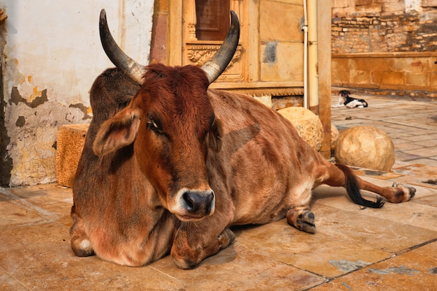 cowstuckinadrainneardadarrailwaystationmumbai