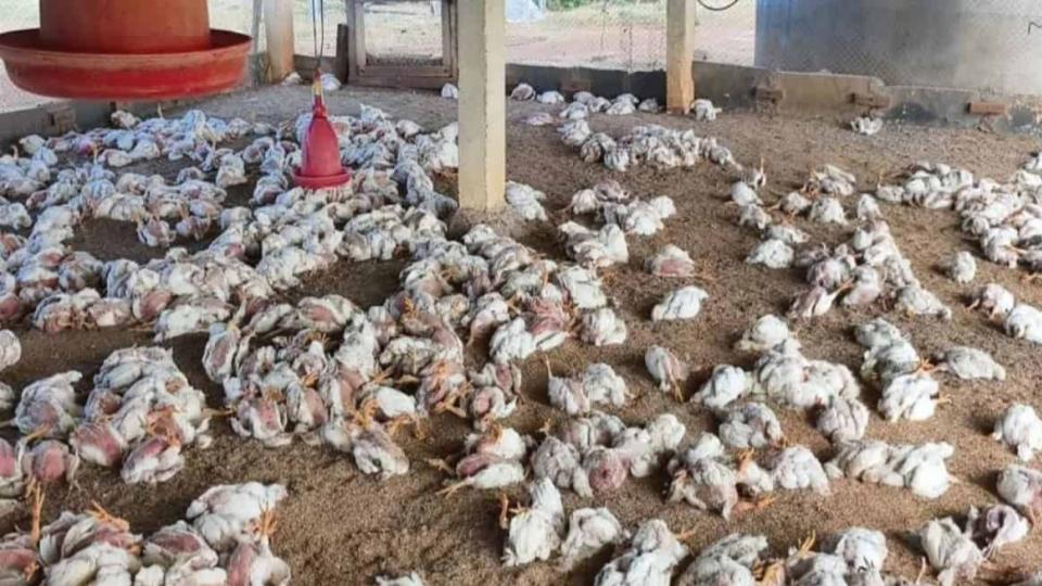 8K chickens die in bird flu outbreak in Telangana on Monday, March 3