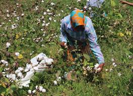 Restrictions on cotton procurement irk farmers in Telangana’s Adilabad