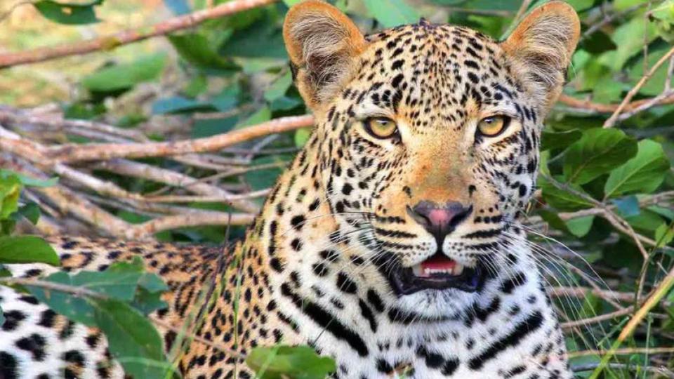 After tigers, now leopard triggers panic in Asifabad