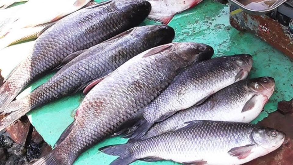 Telangana govt launches fish-on-wheels outlets