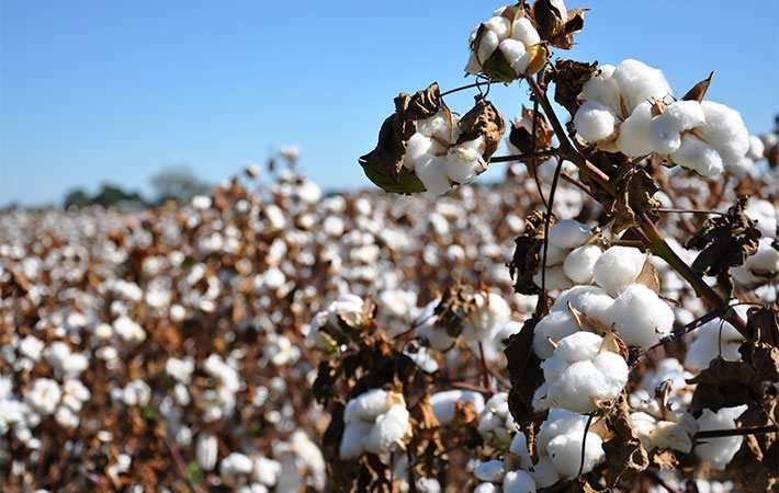 telanganaleadingcottonproducerinsouthindia