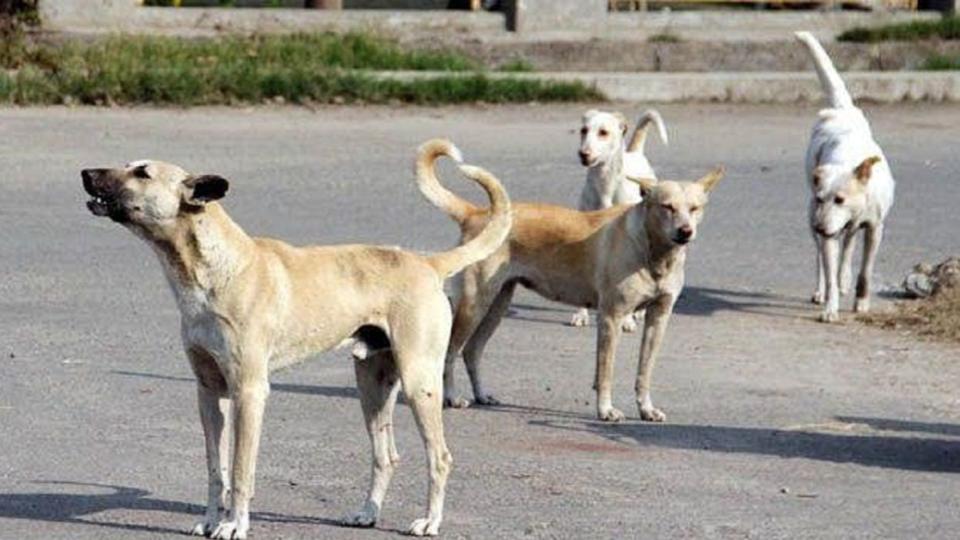 Stray dogs attack six year old boy in Gadwal