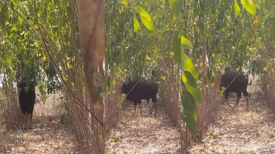 Telangana forest officials keep watch on Indian Bison spotted in Yadadri 