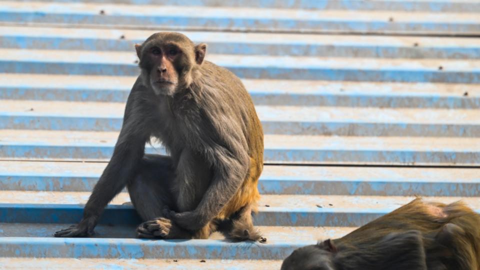 Woman falls to death while escaping from monkey attack in Nirmal