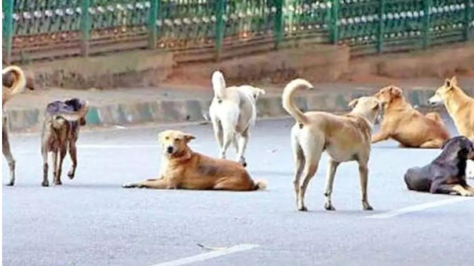 Stray dog attack in Warangal leaves 10 injured