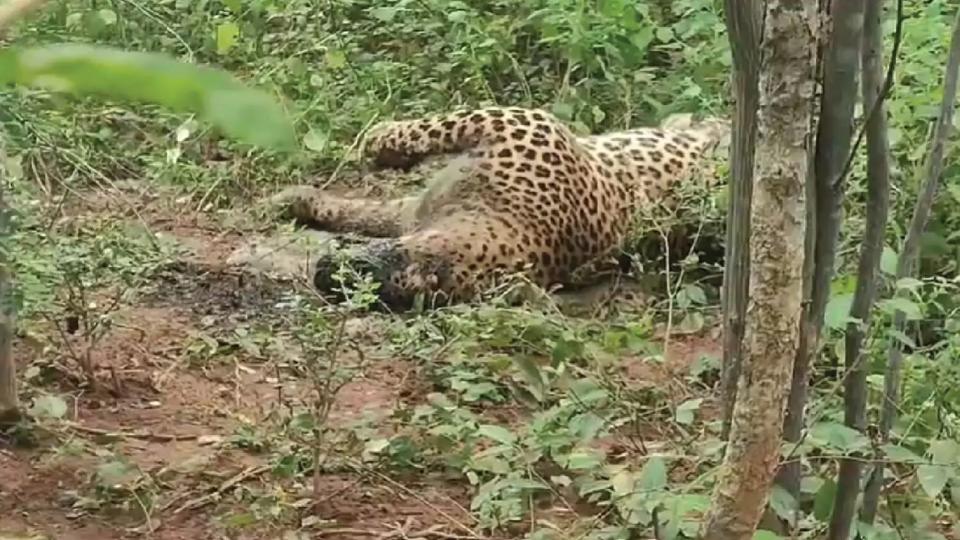 Leopard found dead under suspicious circumstances in Nagarkurnool