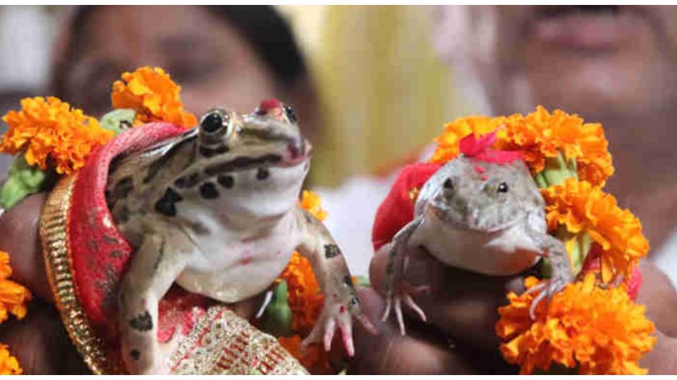 Frog wedding held as Siddipet farmers pray for rains