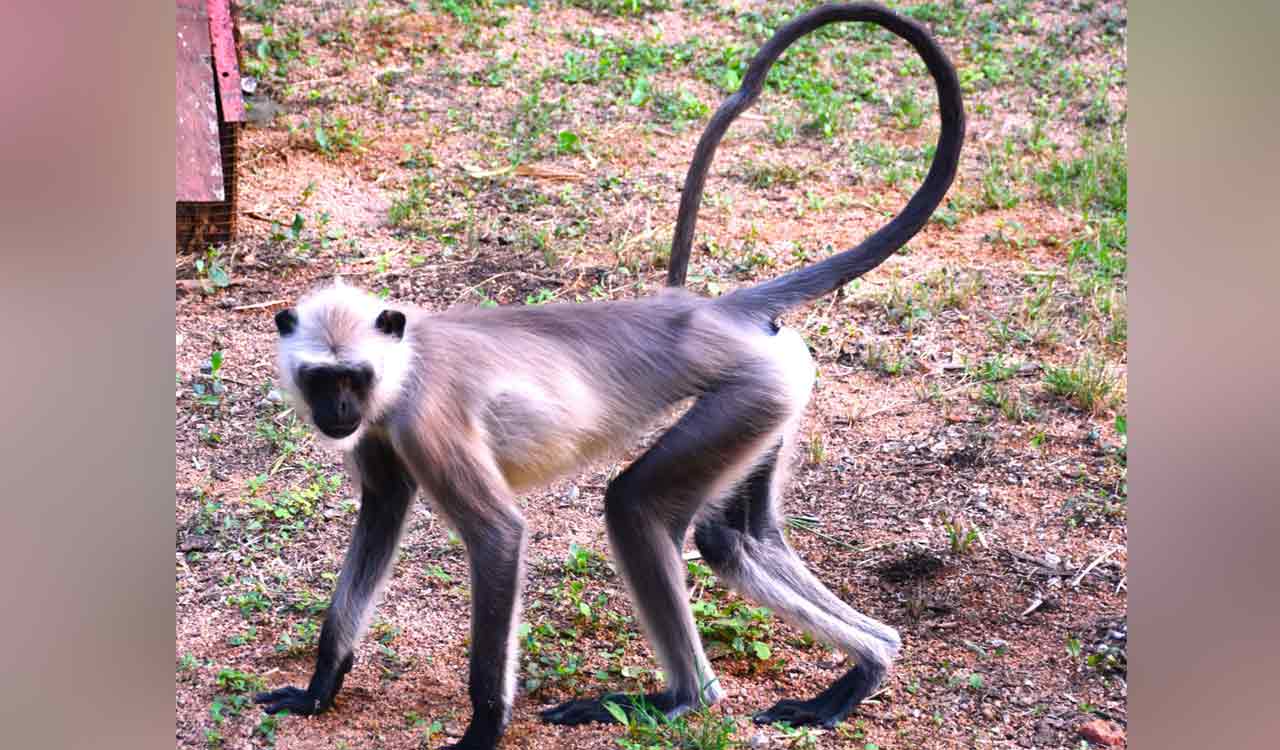 Karimnagar Forest Division books man for caging a Hanuman Langur, following PETA India complaint