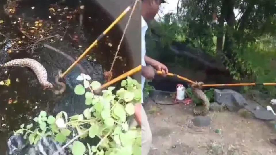 Forest officials rescue python from well in Hanamkonda