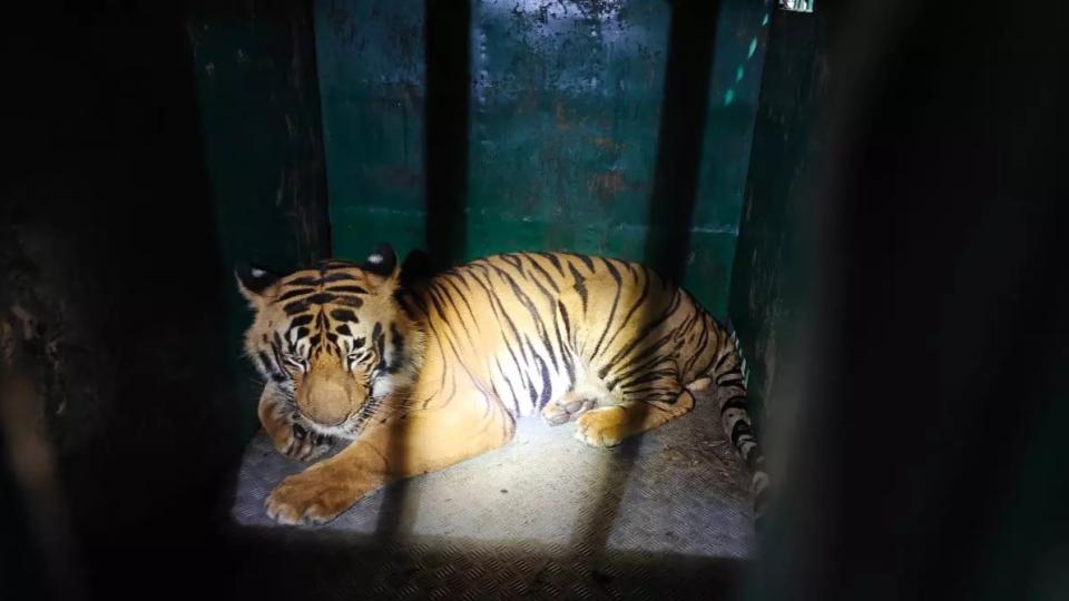 Telangana Forest Officials express concern over tiger captured in Maharashtra