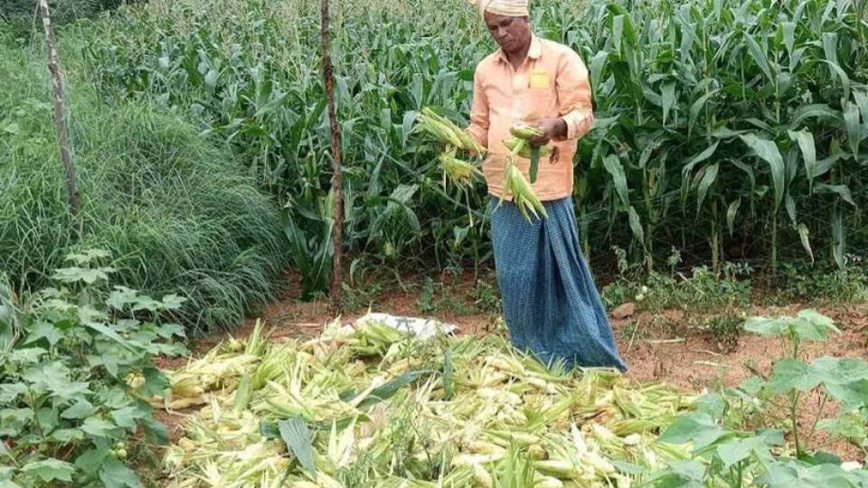 Monkeys, wild boars, parrots push maize farmers into crisis in Siddipet