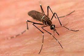 263 dengue infections, 9 malaria cases reported in June: Telangana Health Dept.