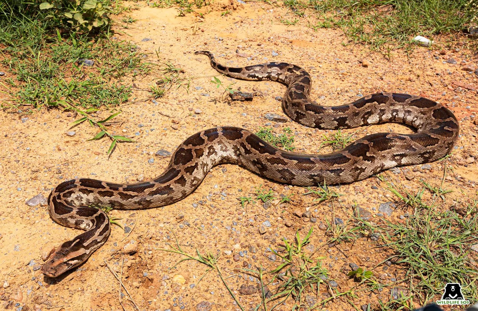 Indian rock python trapped in Osmansagar