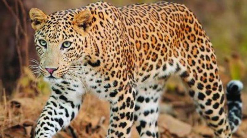 Leopard on prowl in Siddipet