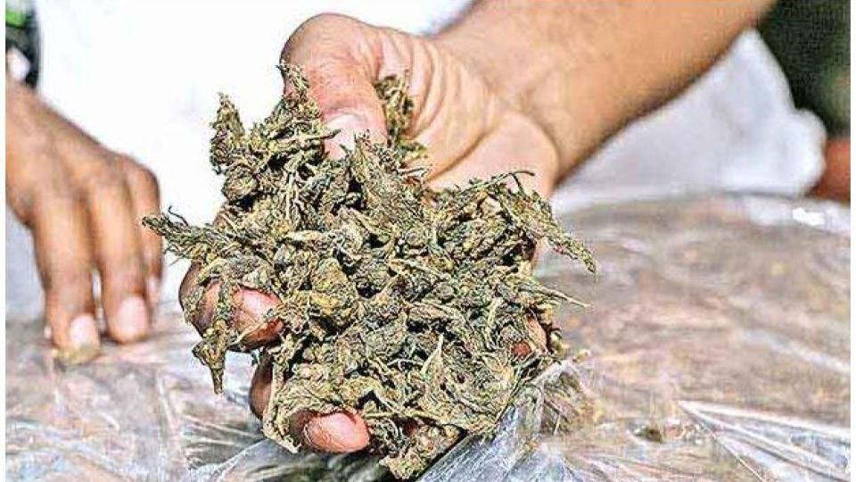 High quality ganja seized from 3 persons in Banjara Hills