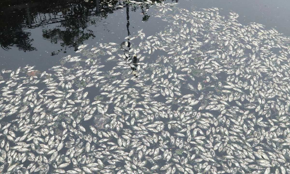 Fish Found Dead in Lake in Sangareddy district
