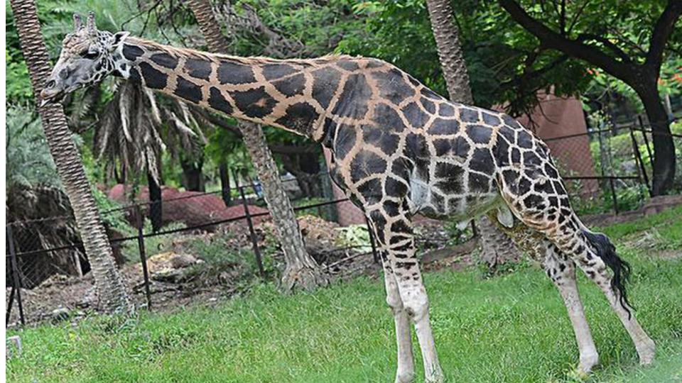 20-year-old Giraffe ‘Tsunami Basant’ dies at Nehru Zoo Park 