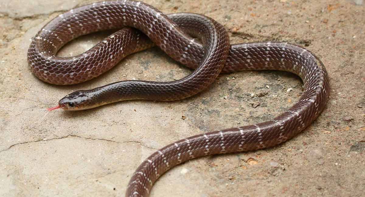 Snake catcher dies of snakebite in Telangana’s Medak district