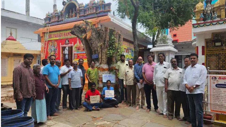 100-year-old sacred fig tree saved from becoming history in Hyderabad