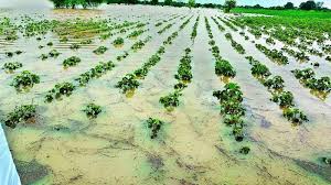 Unseasonal rains cause crop damage in Telangana