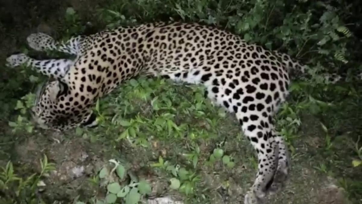 Leopard killed in road accident in Medak