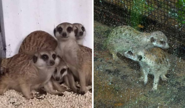 meerkatswhiteearedmarmosetreleasedforpublicdisplayatnehruzoologicalpark