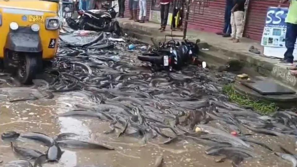 Locals loot fish after truck overturns in Mahabubabad