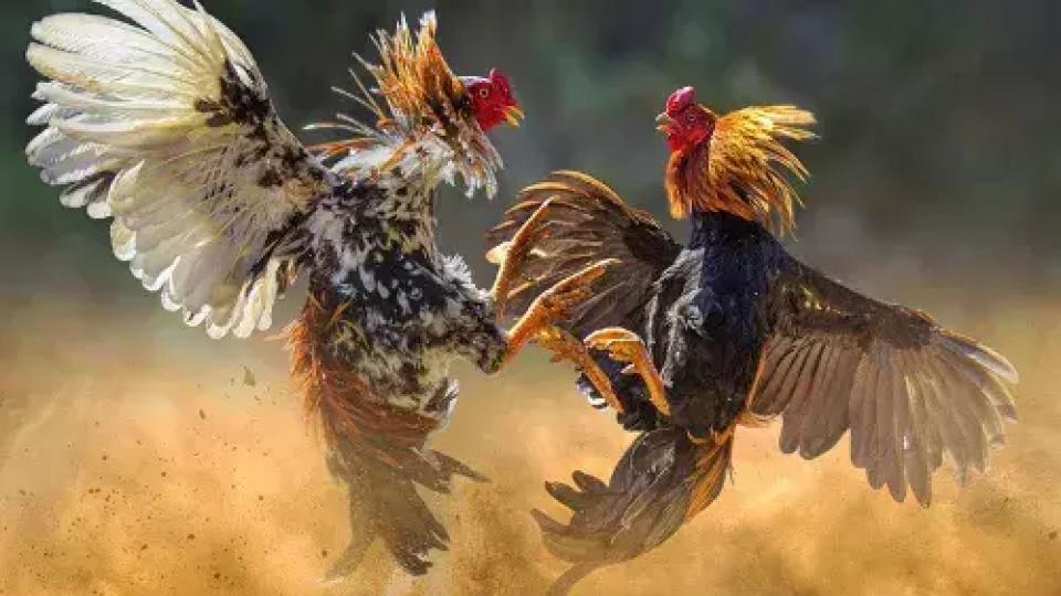 Drone surveillance helps Khammam police to keep cock fighting organizers at bay