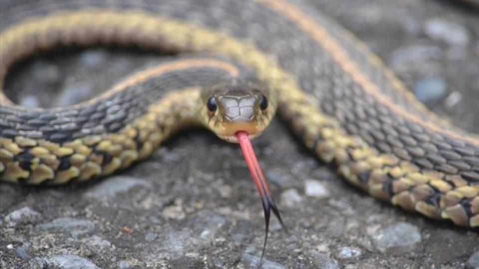 Telangana reports over 2,400 snakebite cases in 2024