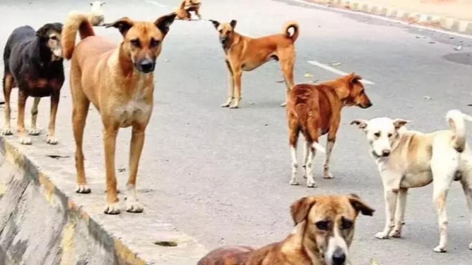 GHMC steps up stray dog control measures, reports to HC