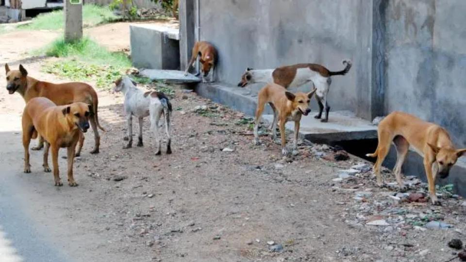 FIR against Telangana municipal workers over ‘poisoning’ 50 stray dogs