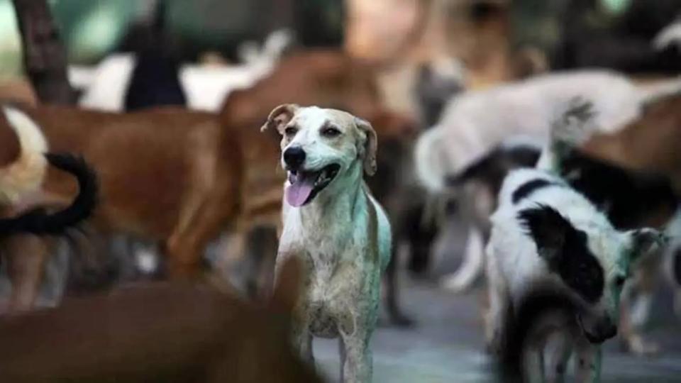 Eight dogs starve to death in Mancherial