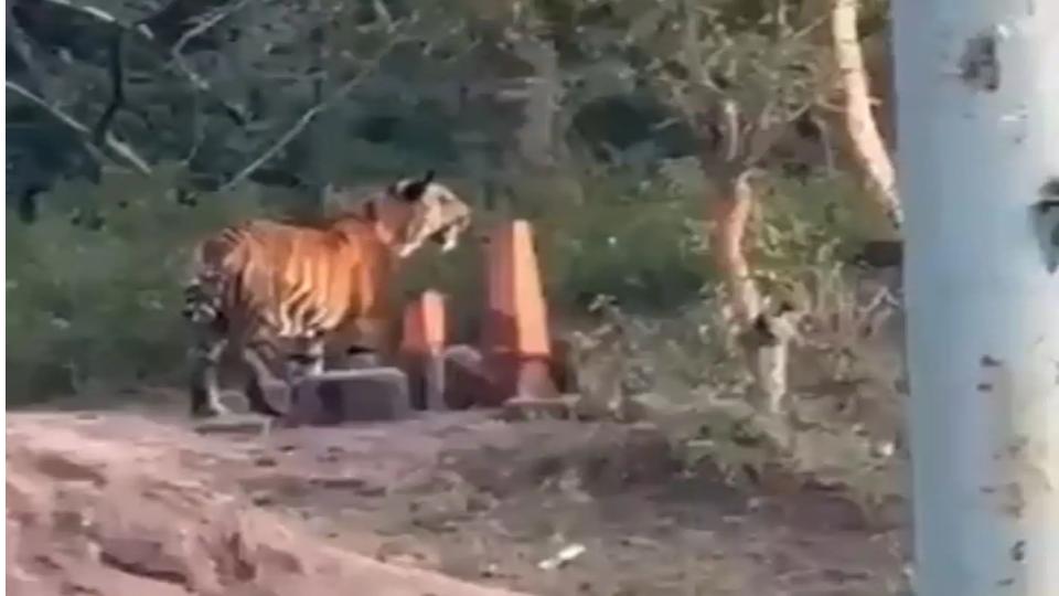 Tiger spotted in Telangana’s Asifabad district