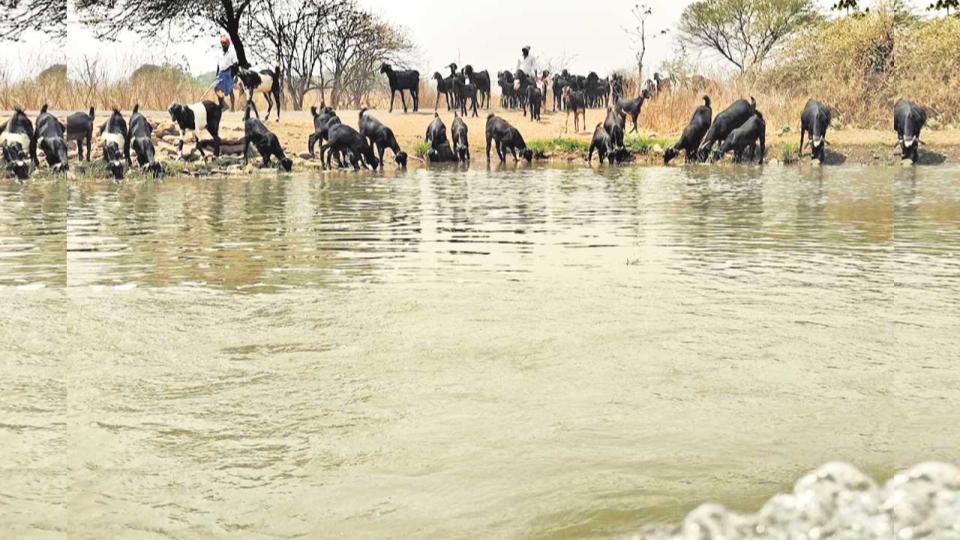 Farmer helps cattle quench thirst during summer in Sangareddy