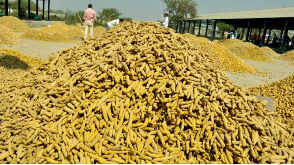 Steep fall in turmeric prices worries Telangana farmers