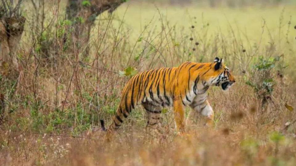 Fake video clip of tiger goes viral on social media in Nirmal