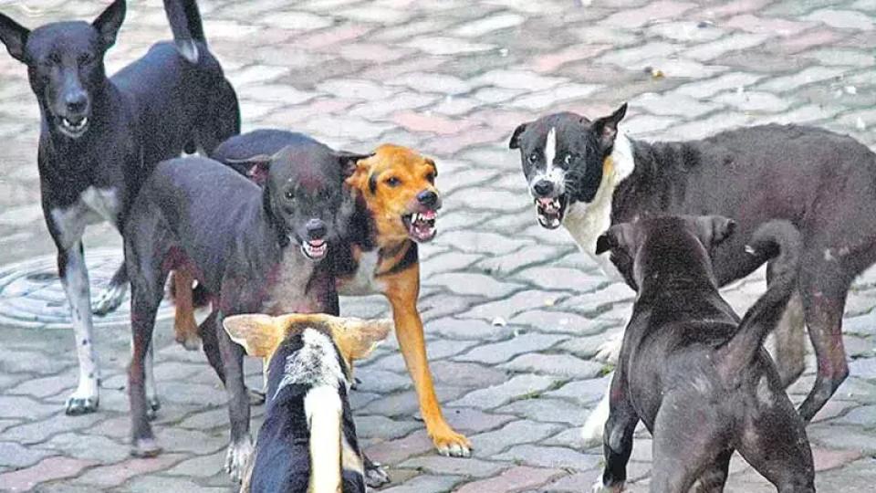 GHMC yet to follow up on dog bite incidents
