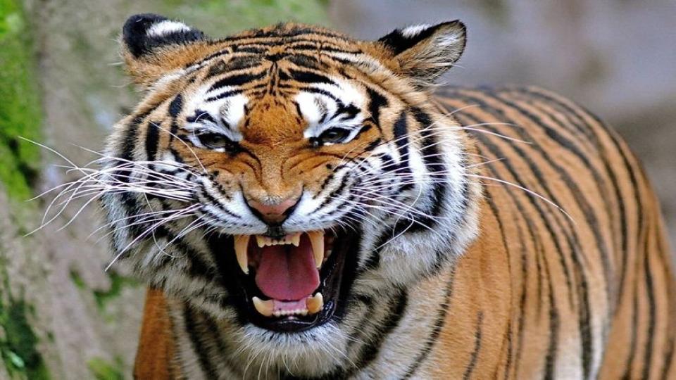 Sighting of tiger trigger panic among motorists in Asifabad