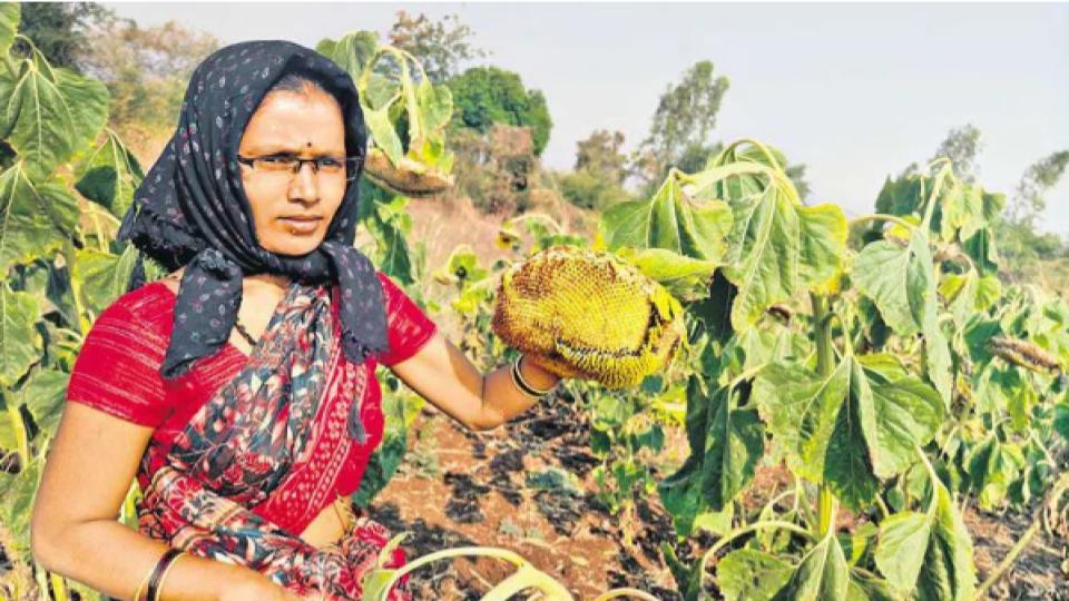 Woman farmer leaves sunflower, jowar crop for birds to feed in Sangareddy