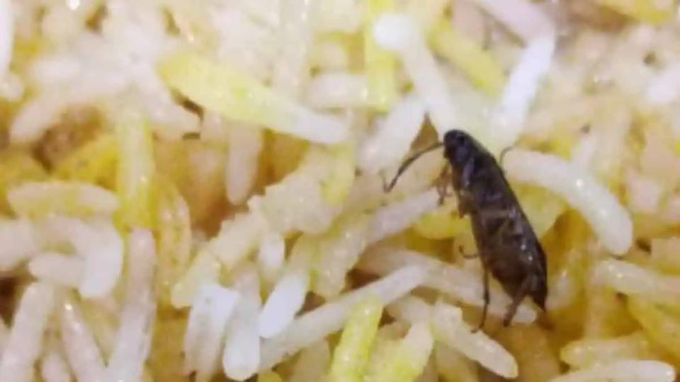 Cockroach found in biryani at Necklace Road restaurant